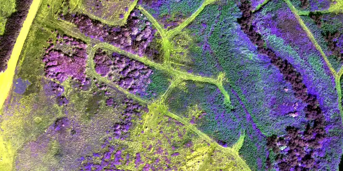 Analyse multispectrale de parcelles forestières par drone